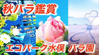 【秋バラ】エコパーク水俣バラ園と海        #バラ園#水俣#恋人の聖地