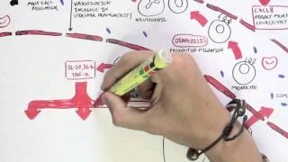 Immunology Map IV - Innate Immune response II