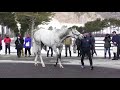 ラニ lani アロースタッド種牡馬展示会2019