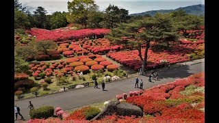 伊東小室山公園のツツジ