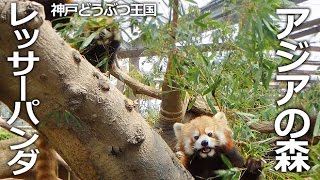 もふもふレッサーパンダ【アジアの森】神戸どうぶつ王国 新エリア!!