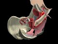 Anatomía del Placer Sexual Femenino  - Visualización Anatómica en 3D