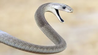 Mamba nero: il più pericoloso serpente del pianeta! Fatti interessanti riguardati il mamba nero.