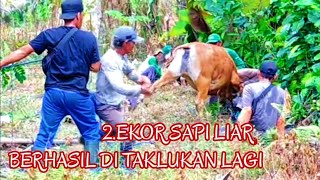 MENANGKAP 2 EKOR SAPI LIAR MASUK DI PERKEBUNAN SAWIT PLASMA