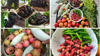 Organic Biggest Beautiful Harvest from my Small Terrace Garden/ Kitchen compost..