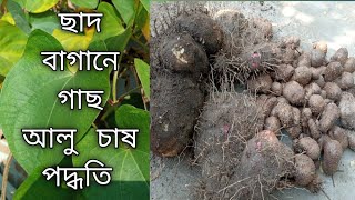 ছাদ বাগানে গাছ আলু /মেটে আলু চাষ পদ্ধতি।।নগর কৃষি।