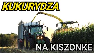 Kukurydza na kiszonke 2022!?☆Sieczkarnia na wstecznym☆Usługi Rolnicze MARKPOL☆[AgroSzymonTeam]