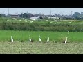 田んぼで飛び立つ白鳥の群れ　ハクチョウ