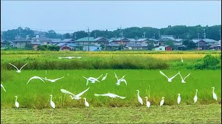 田んぼで飛び立つ白鳥の群れ　ハクチョウ