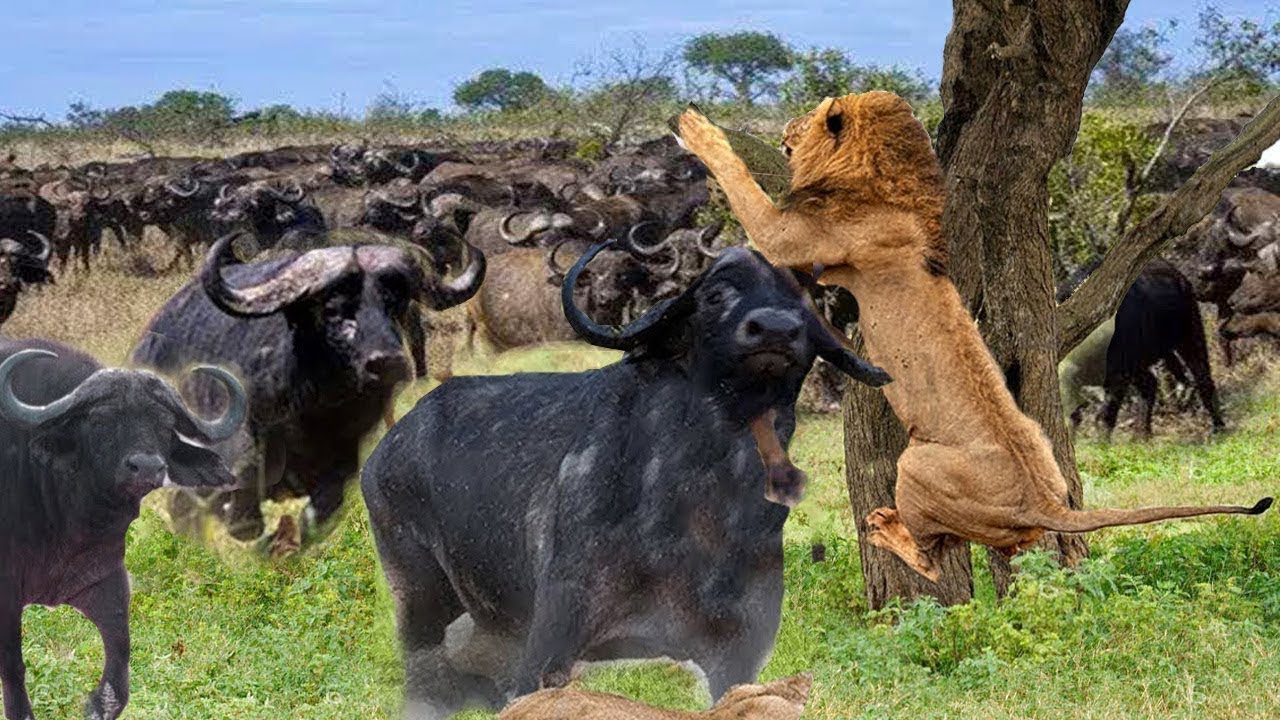 Lion Attack Buffalo - Buffalo Save Fellow From Lion Pride Hunting ...