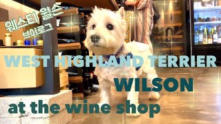 Westie Wilson #22  “at the wine shop” #westhighlandwhiteterrier #westie #웨스티