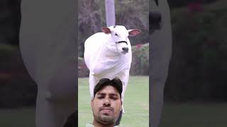 সাদা কালার বাহোমা একটি গরু #cow #animals #bull