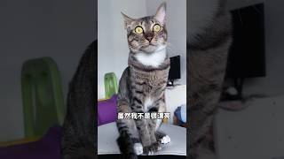 虽然我不是很漂亮，但是我是耐看型的，不信～你再仔细看看🤨🤔 #狸花猫 #cat #猫咪的迷惑行为 #cute #pets #可爱猫咪 #貓咪 #funny #cutecat