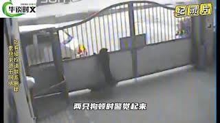 监控下3人开着面包车，“默契”偷狗，行为令人不齿