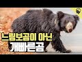 인도와 스리랑카에서 가장 위험한 '느림보곰'