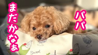 飼い主入院中。愛犬の様子は…【トイプードルのコロン】