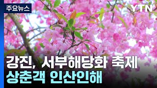 강진 서부해당화·세계 모란 활짝...상춘객 인산인해! / YTN