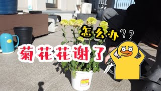 第1集｜菊花如何修剪？11月份必做的养护工作详解