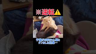 【逆襲⚠️】子猫がお姉ちゃん猫とケンカした結果…w