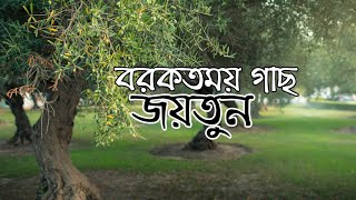 কুরান শরীফে বর্ণিত জয়তুন গাছ | যয়তুন ফলের উপকারিতা | olive tree | joytun | oilve oil | Do Reacts