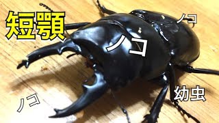 【クワガタ】91話 ブラック ハスタート ノコギリ 幼虫 ボトル交換