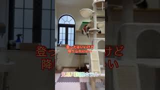 家族旅行【10月13日】鬼怒川国際ホテル　初めてのキャットタワー