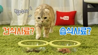 건식사료 VS 습식사료 수리노을 고양이 가족의 선택은?