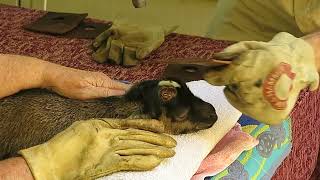 Disbudding a goat kid under an anaesthetic - improved technique