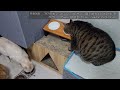 까미야~ 추운데도 나왔어요 loving a cat...❤ cat video..