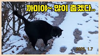 까미야~ 추운데도 나왔어요?   Loving a cat...❤  Cat Video..