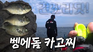 [#벵에돔낚시]벵에돔 카고찌채비로 긴꼬리벵에돔 낚시 | 부산 다대포 나무섬