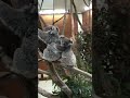 甘えん坊コアラ🐨 コアラ 子育て中