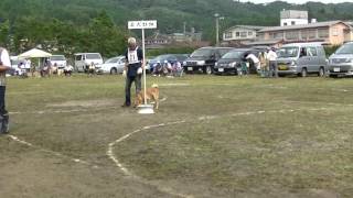 北海道犬協会　奥羽連合会展覧会　若犬牡組　特良１席　日高五郎丸