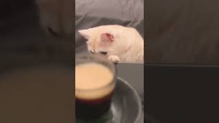 メントスコーラやってみたら、猫の反応が100点でした。#shorts #kitten #子猫