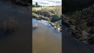 Top Beaver Dam Collapse!#asmr #beaverdam #drain #shorts