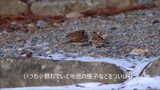 楽しそうなカシラダカ　Rustic bunting