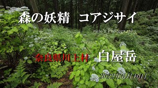 森の妖精　コアジサイの森　白屋岳へ　#フォトクラブ大峰#白屋岳#コアジサイ