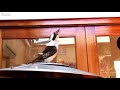 impressive kookaburra call