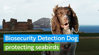 See how Reid the biosecurity detection dog is protecting seabirds