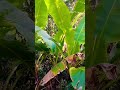 ಕಲ್ಲು ಬಾಳೆ ಗುಡ್ಡದ ಬಾಳೆ cliff banana rock banana. a rare wild variety of banana ensete superbum