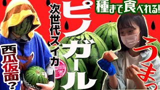 果物屋がマツコの知らない世界で紹介された、種まで食べられる究極の小玉すいかを紹介！