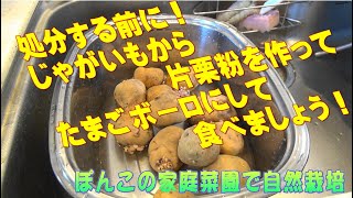 芽が出たじゃがいも処分する前に！片栗粉を作ってたまごボーロにして食べましょう！ぽんこの家庭菜園で自然栽培では、無肥料無農薬無堆肥で野菜を育てています。