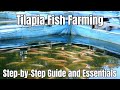 Tilapia Fish Farming, Step by Step Guide and Essential Tips