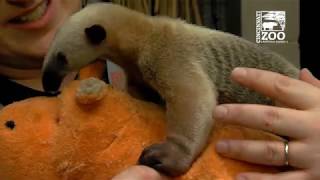 Tamandua Pup is Getting Bigger - Cincinnati Zoo