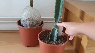 HOW TO CARE FOR YOUR CEREUS PERUVIANUS (PERUVIAN CACTUS): Growing, Watering \u0026 Propagation