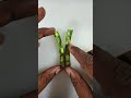 amazing satisfying fruit cutting shorts tending