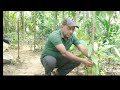 how to plant vanilla at home vanilla farming vanilla bean vanilla cultivation in sri lanka.