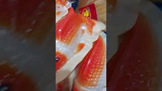 So cute \u0026 lovely color Chinese New Year Cake Fish Design/Gigie MM Vlog/#shorts