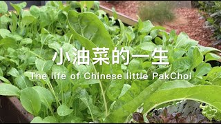 Ep19 - 小油菜的一生 I The life of Chinese little PakChoi I 花园阳台种菜