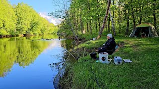 Река Друть Подарила Трофейного Карася. Рыбалка с Ночевкой на Реке. Карась, Лещ и Плотва на Фидер.